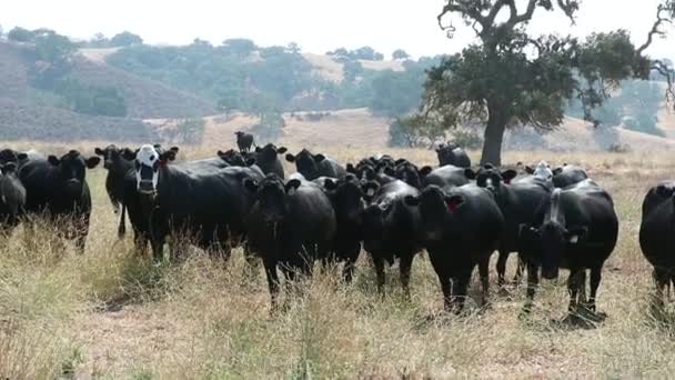 Siyah Angus Sığırları Açık Bir Alanda Huzur Içinde Durup Şüpheli — Stok video