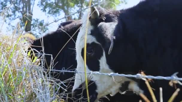 Fechar Vacas — Vídeo de Stock