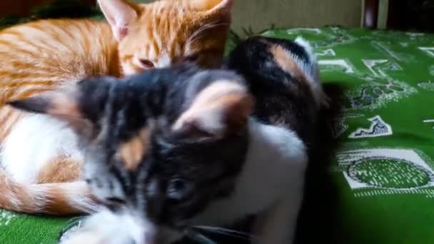 Junge Schöne Kätzchen Auf Dem Bett Drinnen — Stockvideo