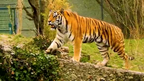 Wideshot Tigre Majestuoso Caminando Por Una Pendiente Pie Mirando — Vídeos de Stock