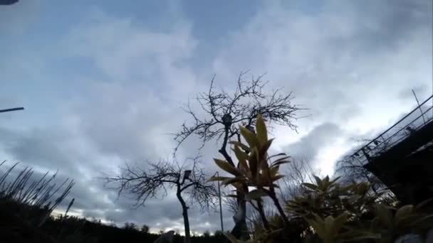 时光流逝的花朵和没有叶子的苹果树 从下往下放眼全景 — 图库视频影像