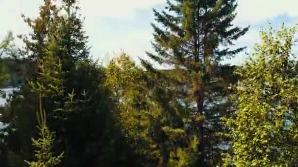 Воздушные Ландшафты Лес Озеро Канаде — стоковое видео