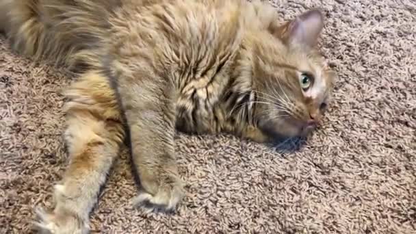Tabby Kot Relaks Rozglądanie Się — Wideo stockowe