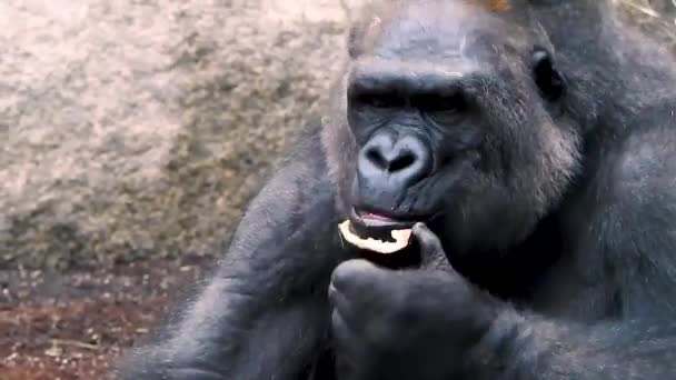 Primer Plano Del Majestuoso Gorila Grisáceo Comiendo Fruta — Vídeo de stock