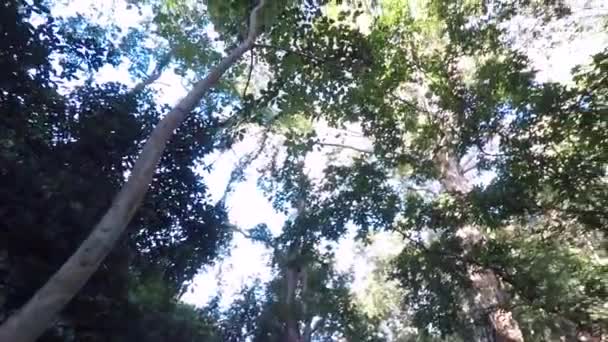 Вид Деревья Снизу — стоковое видео