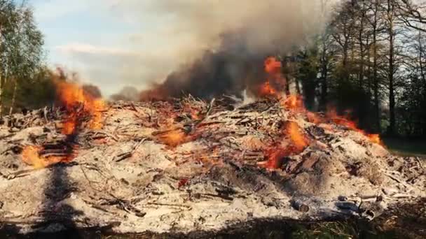 Ver Los Pequeños Árboles Gran Fuego Caliente — Vídeos de Stock