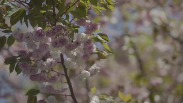 Flor Cerejeira Durante Primavera Sakura Japão — Vídeo de Stock