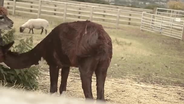 羊驼饲料和新郎 — 图库视频影像