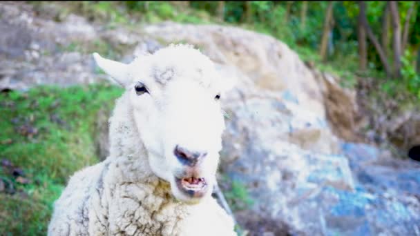 有趣的羊盯着相机 — 图库视频影像