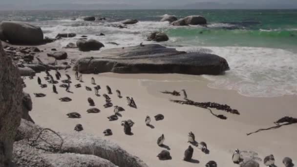 Zpomalený Film Roztomilá Kolonie Afrických Tučňáků Boulders Beach Blízkosti Města — Stock video