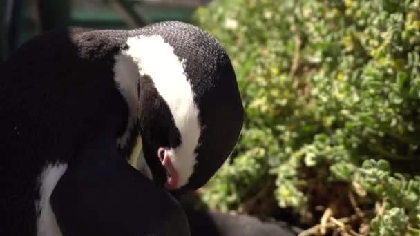 Curios Och Söt Afrikansk Pingvin Närbild Vid Boulders Beach Kapstaden — Stockvideo