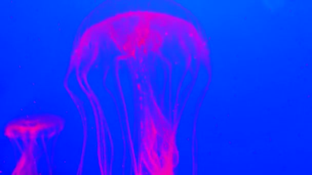 Glowing Pink Jellyfish Blue Background — ストック動画