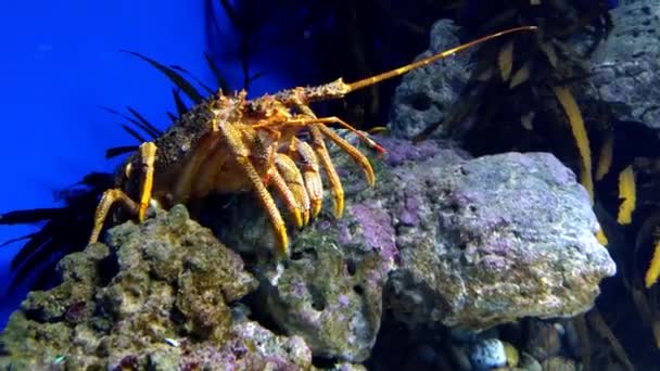 Crayfish Aquarium Moving His Leg — стоковое видео