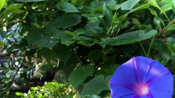 Jardim Verde Com Duas Flores Azuis — Vídeo de Stock