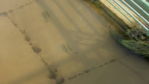 Peixes Nadam Calçada Depois Que Rio Yahara Subiu Acima Suas — Vídeo de Stock