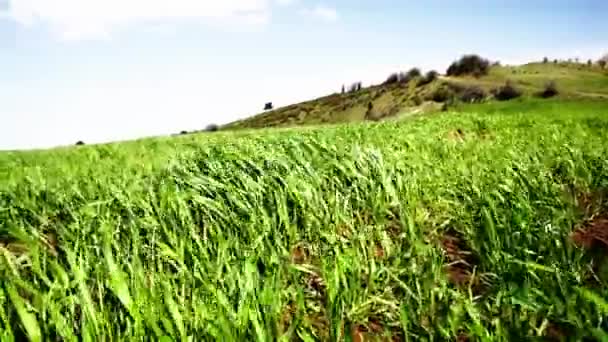 風が緑の草の自然景観を移動 — ストック動画