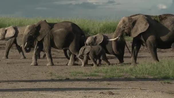 Rodzina Słoni Afrykańskich Loxodonta Africana Maleńkim Cielęciem Przechodzącym Przez Suche — Wideo stockowe