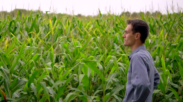 농부가 어두운 여름날 밭에서 농작물을 관찰하면서 옥수수 거닐고 있는데 거기에는 — 비디오