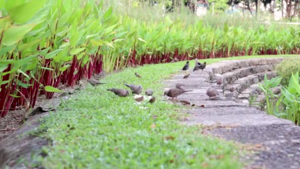 Temps Alimentation Des Oiseaux — Video