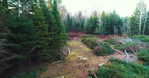 Orman Odunlarının Havadan Görünüşü — Stok video