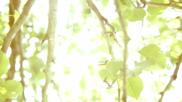 木々の間から太陽 — ストック動画