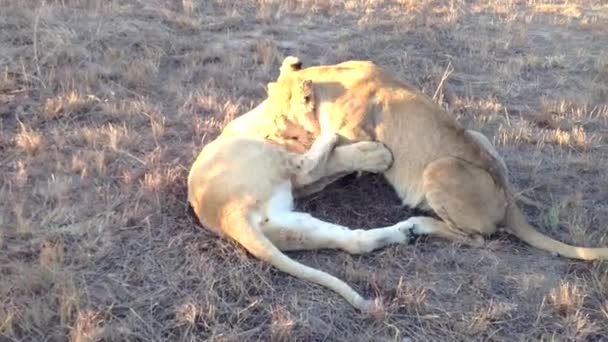 Close Two Playful Lionesses Sunset Glowing Veld — ストック動画