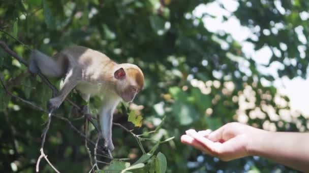 Alimentando Macaco Jovem Bonito Ramo Árvore — Vídeo de Stock