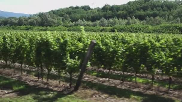 Wijngaarden Rijen Gorska Brda Slovenië Lijken Door Autoraam Tijdens Het — Stockvideo