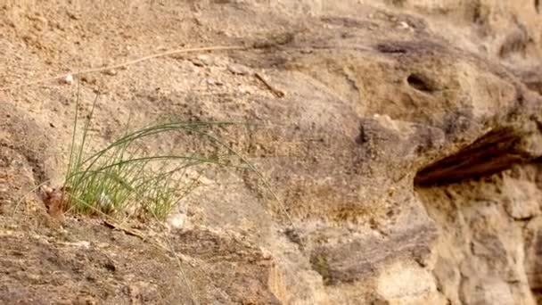 Gros Plan Rochers Montagne Rigides — Video