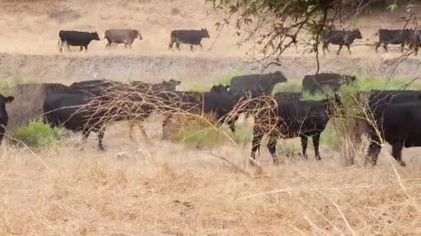 Hjord Svart Angus Nötkreatur Korsar Torr Bäck Fredligt — Stockvideo