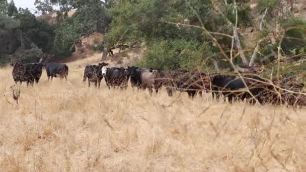 Herd Van Zwarte Angus Runderen Staren Als Een Opgedroogde Mosterd — Stockvideo