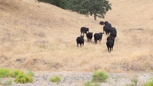 黒いアンガスの牛の群れが丘の中の曲がりの周りを歩く — ストック動画