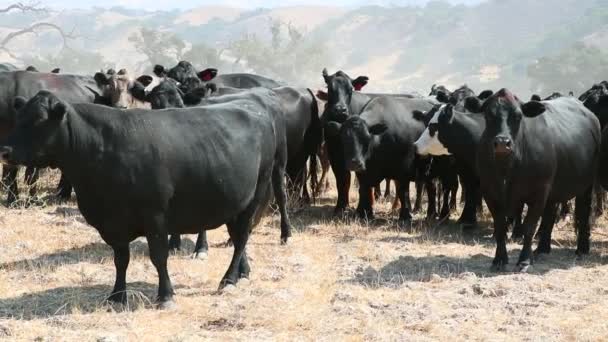 Herd Black Angus Cattle Watching Camera Pulls Pipe Gate — Stock Video