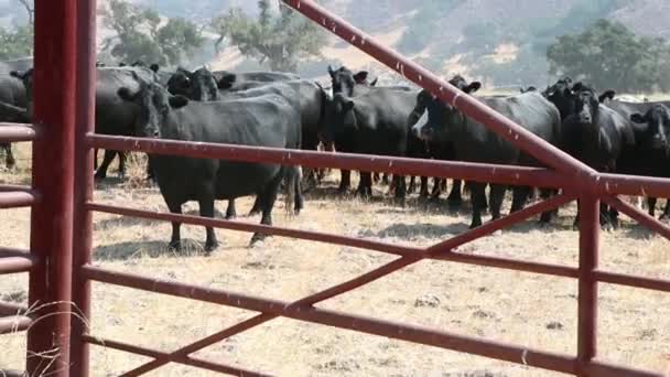 成群的黑色安格斯奶牛在传统铁丝网和管道门后面看着摄像机 — 图库视频影像