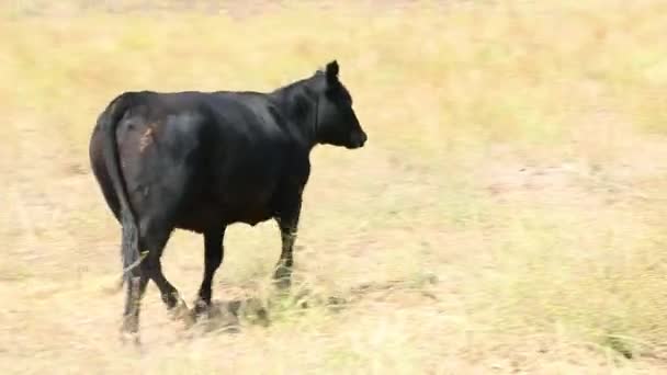 Μαύρη Αγελάδα Angus Τρέχει Καλύψουν Διαφορά Κοπάδι — Αρχείο Βίντεο