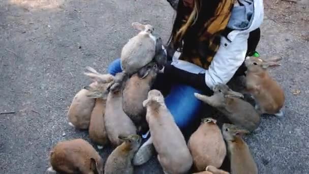 Joven Chica Caucásica Jugando Con Conejos Okunoshima Island Usando Ropa — Vídeo de stock