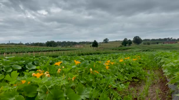 Pushing Time Lapse Zucchini Plants Flowers Clouds Move — Stock Video