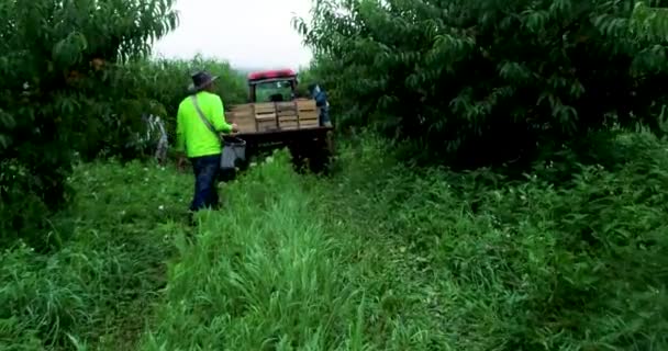 Низкая Воздушная Камера Нажимает Трактор Плоским Полотном Загруженным Персиками Фермеры — стоковое видео