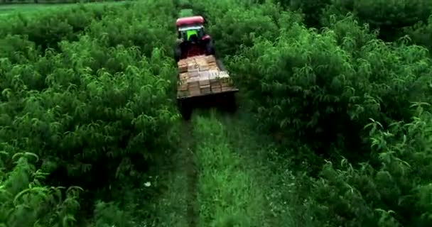 Telecamera Aerea Bassa Seguito Trattore Con Pianale Carico Pesche Attraverso — Video Stock