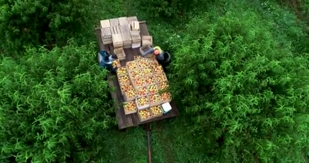 空中的景色直勾勾地俯瞰着一个铺满了新鲜采摘的桃子和农场工人的平床 — 图库视频影像