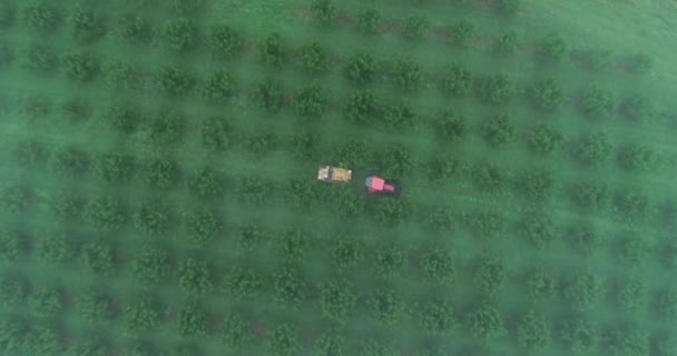Flygkamera Som Sänker Sig Från Molnen Traktor Persikofruktträdgård — Stockvideo