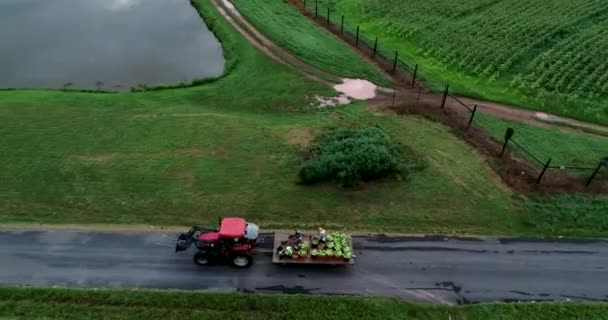 Pemandangan Udara Traktor Menarik Flatbed Diisi Dengan Jagung Yang Baru — Stok Video