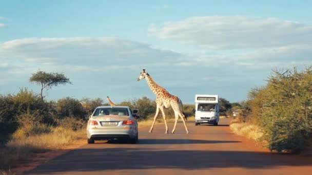 Giraffe Überquert Mit Auto Die Strecke — Stockvideo