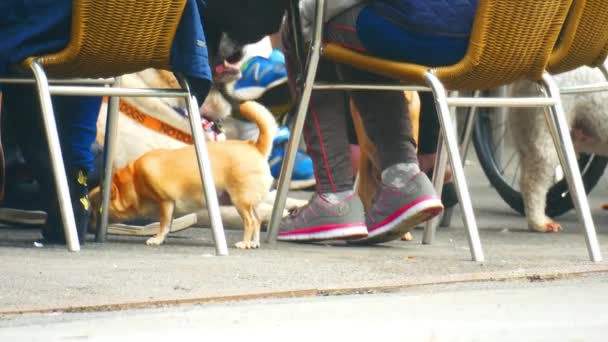 Pequeño Perro Siendo Recogido Por Propietario Parque — Vídeo de stock