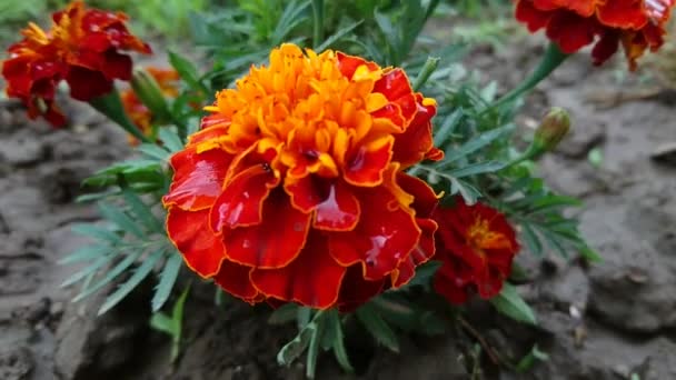 Внимательный Взгляд Большие Глубокие Оранжевые Цветущие Цветы Marigolds После Дождя — стоковое видео