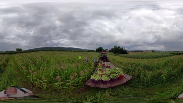 360 Selfie Stick Moving Cornfield Farmhands Pick Corn Overcast Skies — Stock Video