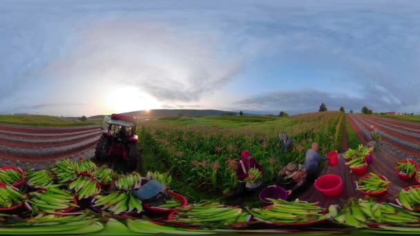 360 Trattore Che Tira Piano Carico Mais Attraverso Campo Mentre — Video Stock