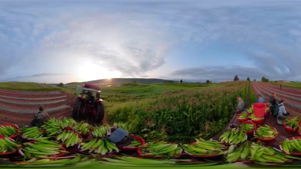 옥수수를 운반하고 운반하는 트랙터 360 — 비디오
