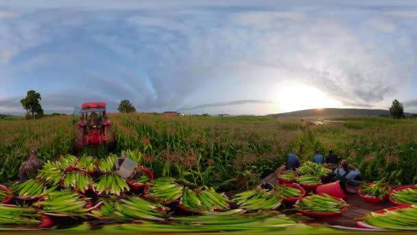 360 Clip Tractor Tirando Los Trabajadores Agrícolas Carga Maíz Recién — Vídeo de stock