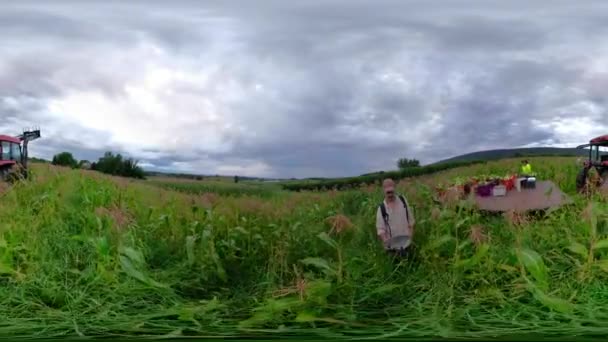 360 Selfie Çubuğu Bulutlu Gökyüzünün Altında Mısır Toplarken Mısır Tarlasında — Stok video